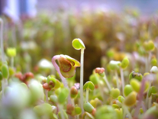 怎样给貔貅开光(开光貔貅的正确方法) 