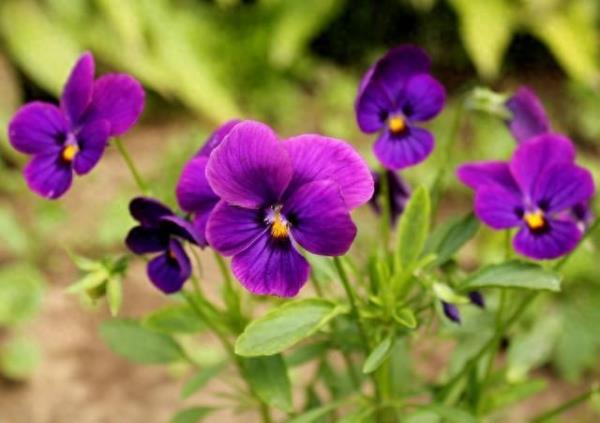 紫罗兰美丽的花儿插图