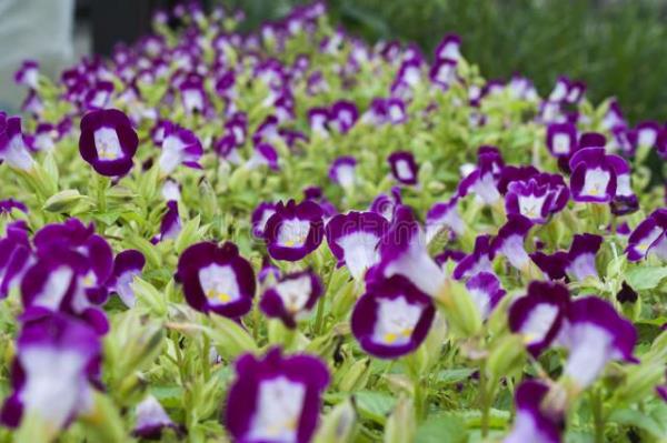 紫罗兰美丽的花儿插图2