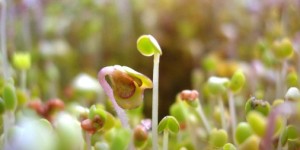 怎样给貔貅开光(开光貔貅的正确方法)