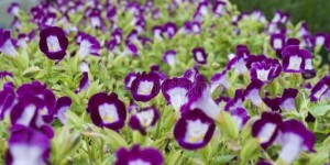 紫罗兰美丽的花儿