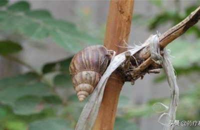 雨后满地爬的蜗牛，千万别让孩子碰？医生：你不知道它有多危险